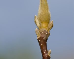 Preview wallpaper sprout, branch, blur, nature, macro