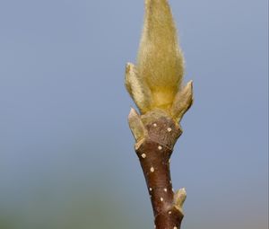 Preview wallpaper sprout, branch, blur, nature, macro