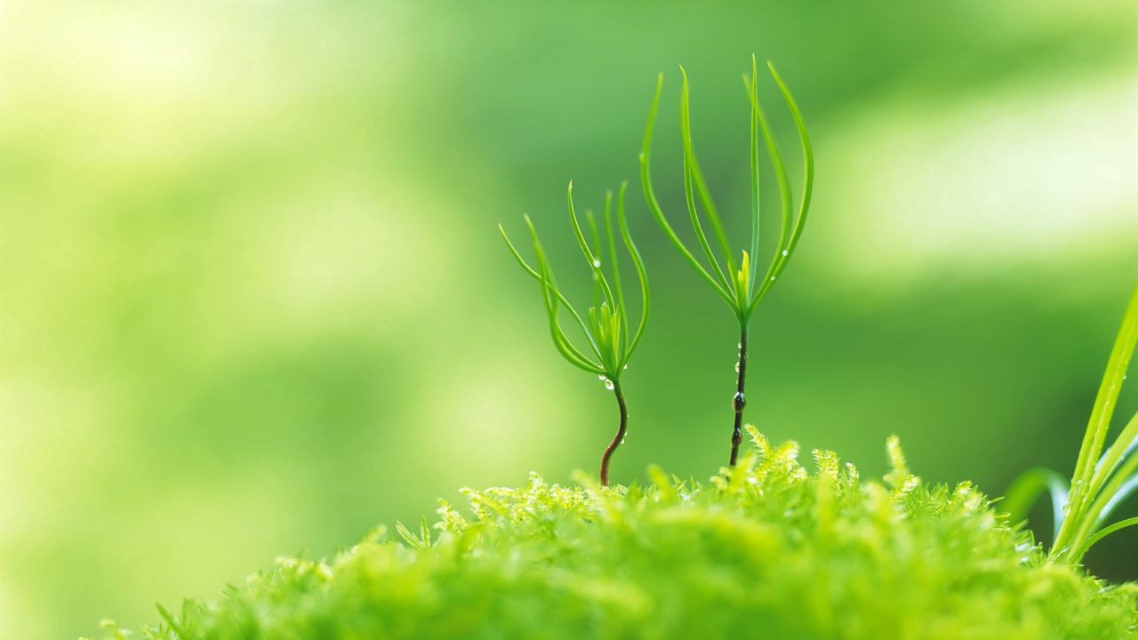 Wallpaper sprout, green, grass