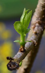 Preview wallpaper sprout, leaves, branch, macro, spring