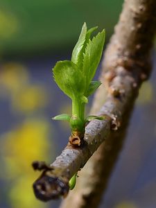 Preview wallpaper sprout, leaves, branch, macro, spring