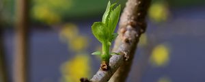 Preview wallpaper sprout, leaves, branch, macro, spring