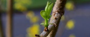 Preview wallpaper sprout, leaves, branch, macro, spring