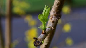 Preview wallpaper sprout, leaves, branch, macro, spring