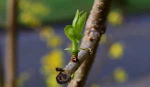 Preview wallpaper sprout, leaves, branch, macro, spring