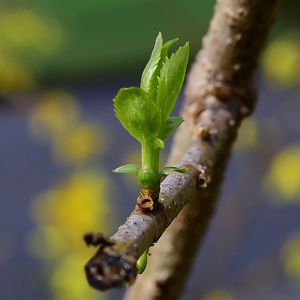 Preview wallpaper sprout, leaves, branch, macro, spring