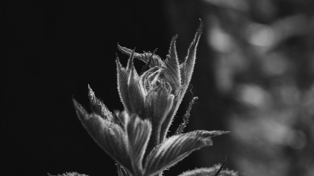 Wallpaper sprout, leaves, bw, stem, plant