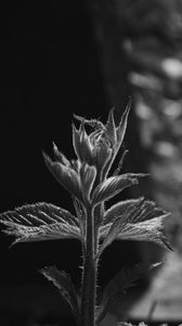 Preview wallpaper sprout, leaves, bw, stem, plant