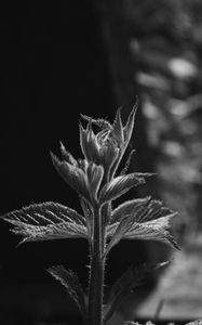 Preview wallpaper sprout, leaves, bw, stem, plant