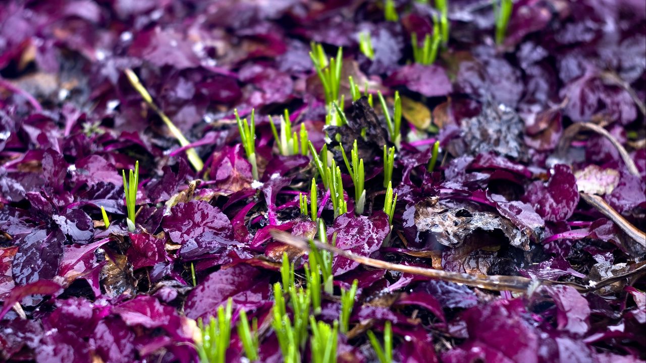 Wallpaper sprouts, grass, fallen leaves, wet, autumn