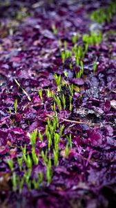 Preview wallpaper sprouts, grass, fallen leaves, wet, autumn