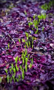 Preview wallpaper sprouts, grass, fallen leaves, wet, autumn