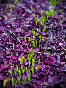 Preview wallpaper sprouts, grass, fallen leaves, wet, autumn