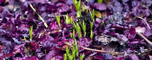 Preview wallpaper sprouts, grass, fallen leaves, wet, autumn