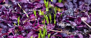 Preview wallpaper sprouts, grass, fallen leaves, wet, autumn