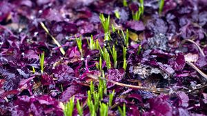 Preview wallpaper sprouts, grass, fallen leaves, wet, autumn