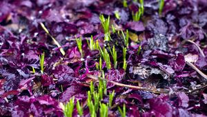 Preview wallpaper sprouts, grass, fallen leaves, wet, autumn