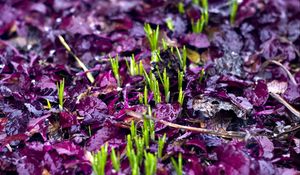 Preview wallpaper sprouts, grass, fallen leaves, wet, autumn