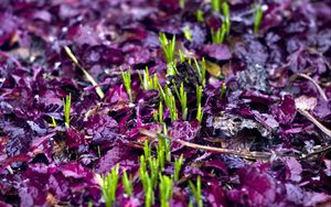 Preview wallpaper sprouts, grass, fallen leaves, wet, autumn