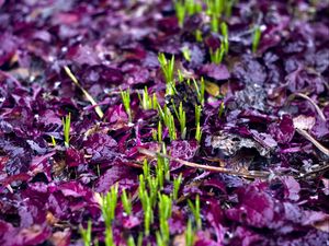 Preview wallpaper sprouts, grass, fallen leaves, wet, autumn
