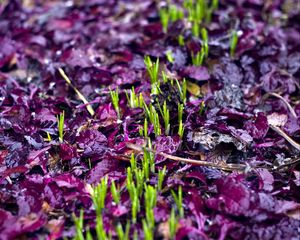 Preview wallpaper sprouts, grass, fallen leaves, wet, autumn