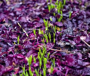 Preview wallpaper sprouts, grass, fallen leaves, wet, autumn