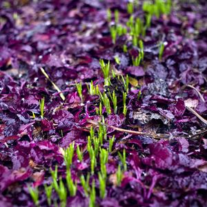 Preview wallpaper sprouts, grass, fallen leaves, wet, autumn