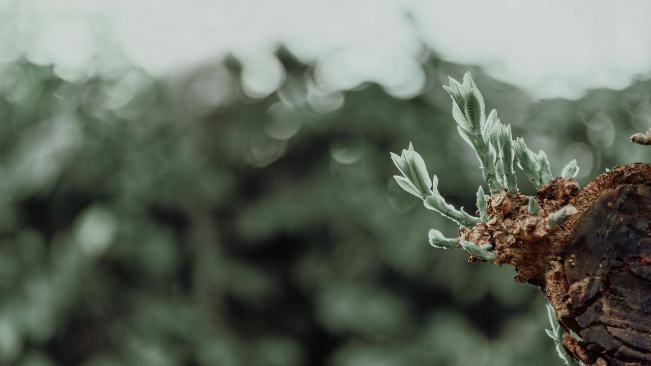 Wallpaper sprouts, leaves, plant, blur