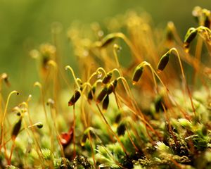 Preview wallpaper sprouts, macro, buds