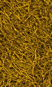 Preview wallpaper sprouts, plant, texture, yellow