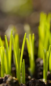Preview wallpaper sprouts, plants, earth, nature