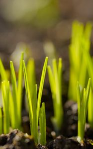 Preview wallpaper sprouts, plants, earth, nature