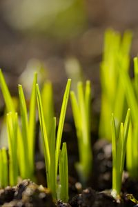 Preview wallpaper sprouts, plants, earth, nature