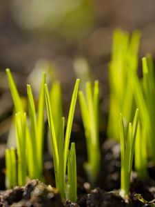 Preview wallpaper sprouts, plants, earth, nature