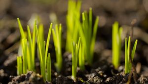 Preview wallpaper sprouts, plants, earth, nature