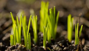 Preview wallpaper sprouts, plants, earth, nature