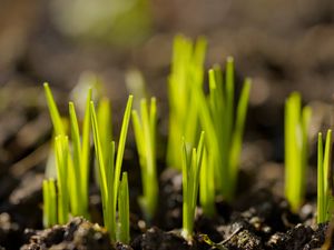 Preview wallpaper sprouts, plants, earth, nature