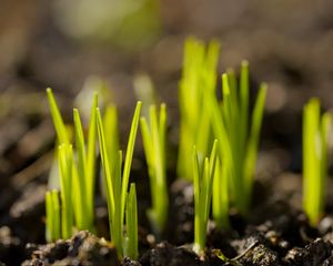 Preview wallpaper sprouts, plants, earth, nature