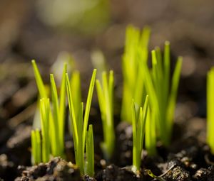 Preview wallpaper sprouts, plants, earth, nature