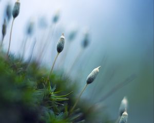 Preview wallpaper sprouts, plants, stems, macro