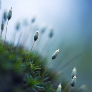 Preview wallpaper sprouts, plants, stems, macro