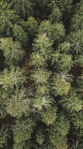 Preview wallpaper spruce, aerial view, forest, trees