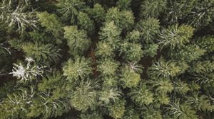 Preview wallpaper spruce, aerial view, forest, trees