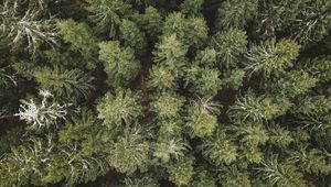 Preview wallpaper spruce, aerial view, forest, trees