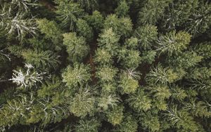 Preview wallpaper spruce, aerial view, forest, trees