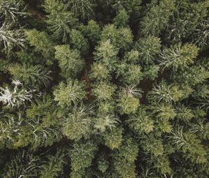 Preview wallpaper spruce, aerial view, forest, trees