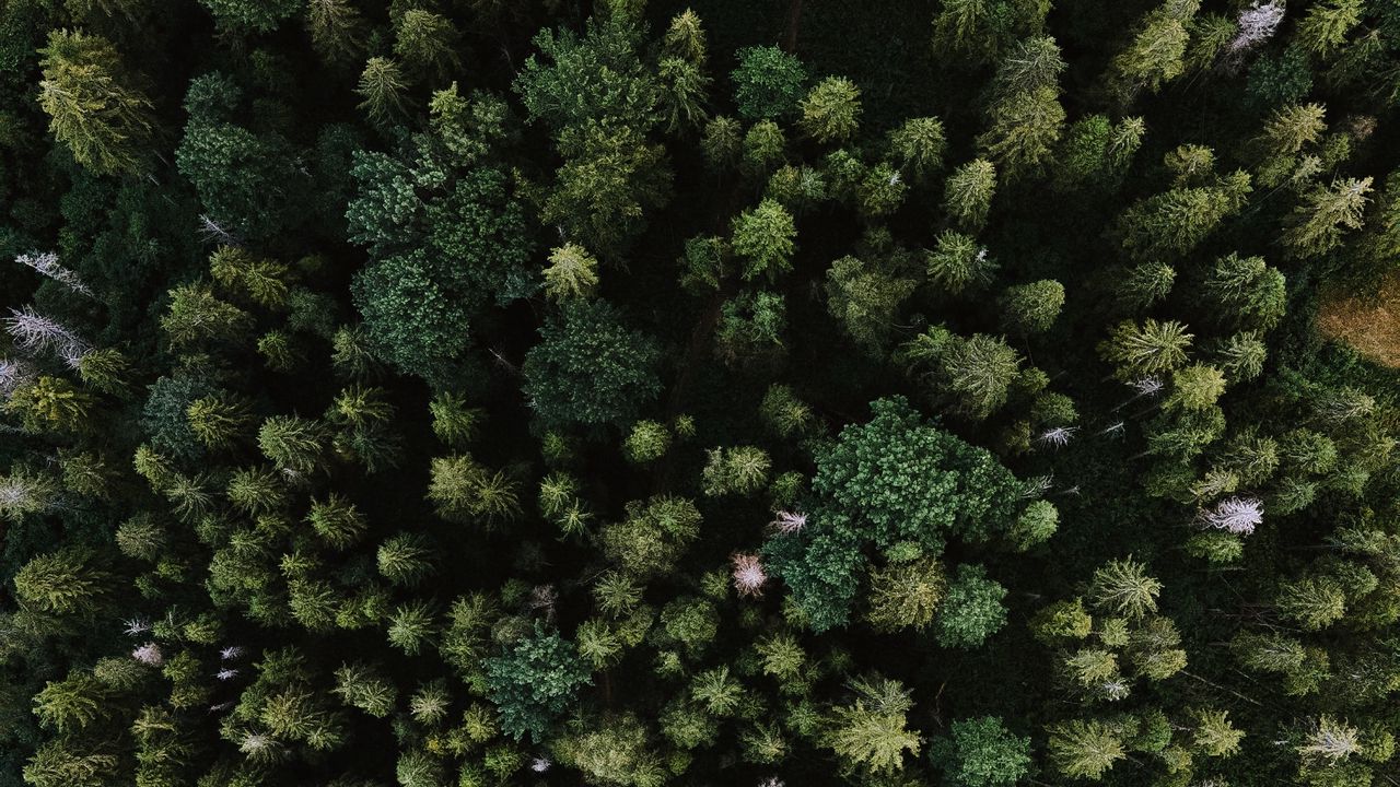 Wallpaper spruce, aerial view, trees, forest