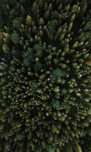 Preview wallpaper spruce, aerial view, trees, forest