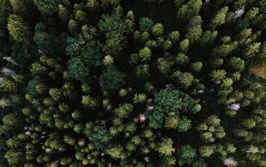 Preview wallpaper spruce, aerial view, trees, forest