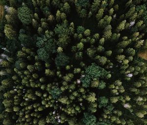 Preview wallpaper spruce, aerial view, trees, forest